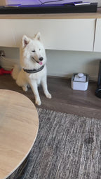 Fuente Bebedero Blanco Para Mascotas Agua 2.5 L Para Perro Y Gato